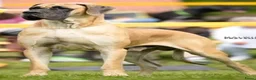 Duitse Dog honden te koop: Duitse Dog Pups - Advertentie 5