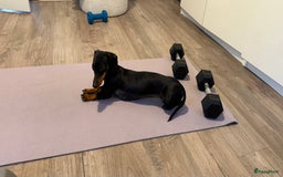 Teckel (korthaar)  honden te koop: Dwergteckel teefjes op zoek naar een gouden mandje in Halsteren - Afbeelding 5