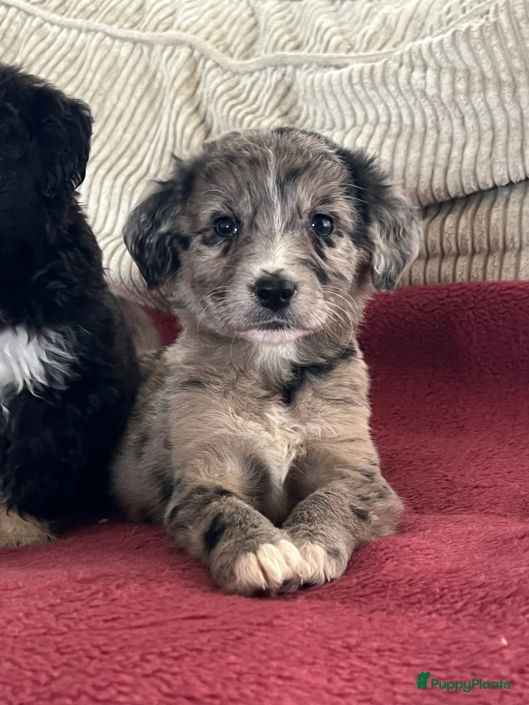 Kruising honden te koop: Prachtige aussidoodle pups - Advertentie 3