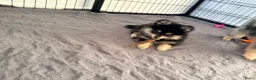 Kruising honden te koop: Laatste 2 pomeriaan pups mogen verhuizen - Advertentie 4