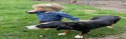 Grote Zwitserse Sennenhond honden te koop: Prachtige Grote Zwitserse Sennenhond pups  - Advertentie 5