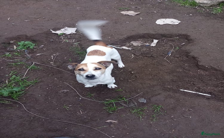 Kruising honden Azzura - Advertentie 4