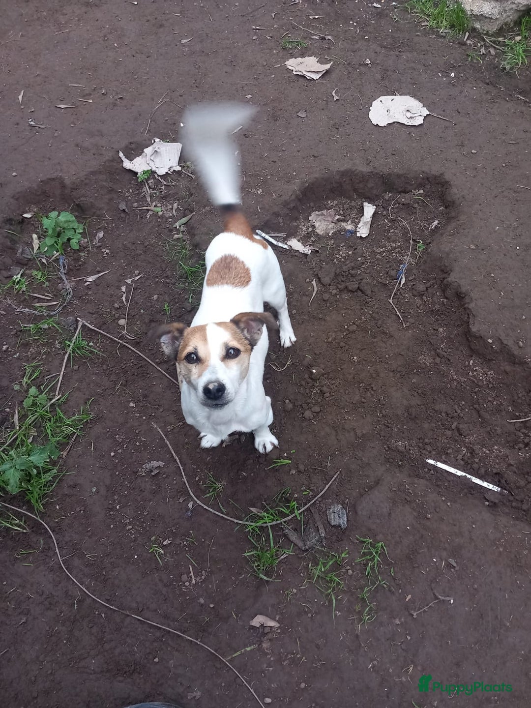 Kruising honden te koop: Azzura - Advertentie 2