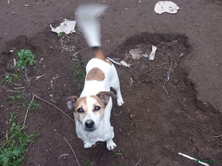 Kruising honden Azzura - Advertentie 22