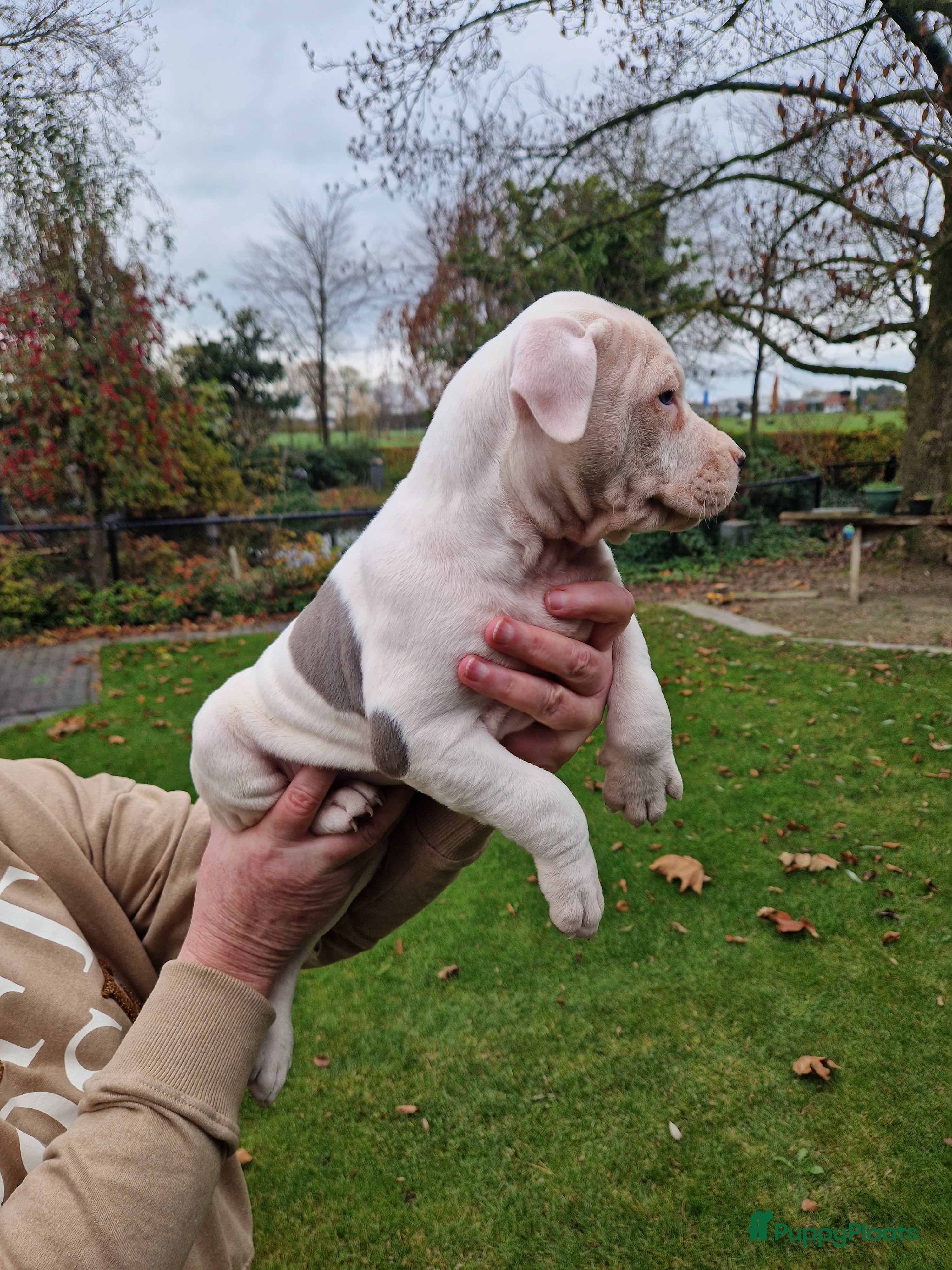 American Staffordshire Terriër honden mooie stafford pups - Advertentie 1