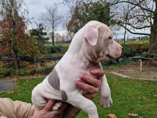 American Staffordshire Terriër honden mooie stafford pups - Advertentie 1