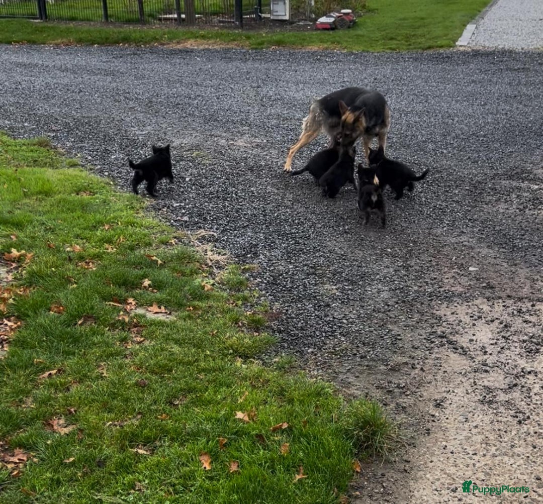 Duitse Herder honden te koop: Duitse herder pups -10 WK- nog 1 pup beschikbaar! - Advertentie 7