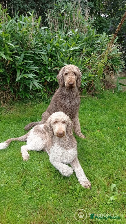 Poedel honden Raszuivere chocobruine en harlekijn koningspoedel in Markelo - Advertentie 13