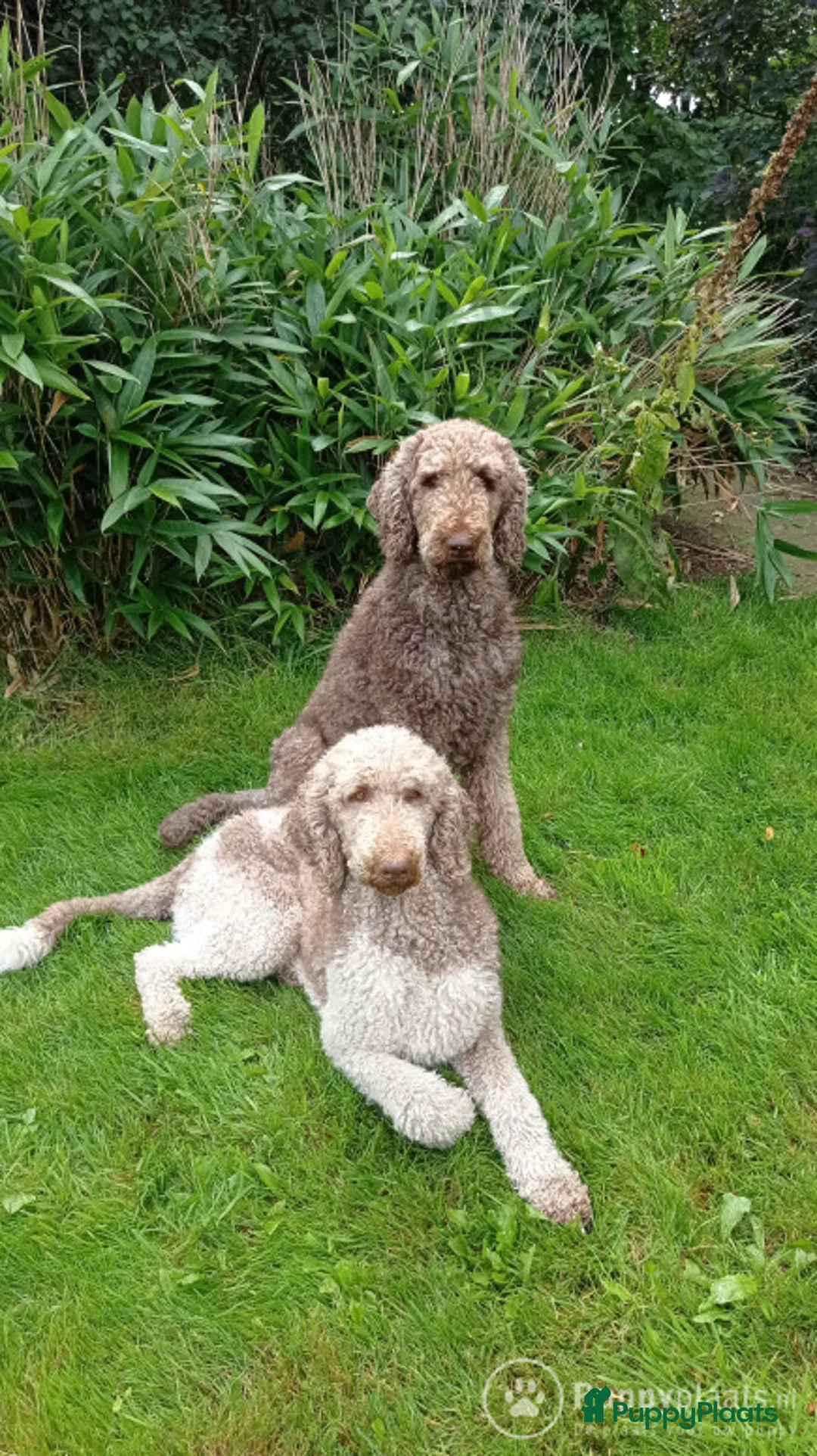 Poedel honden ter dekking: Raszuivere chocobruine en harlekijn koningspoedel in Markelo - Advertentie 1