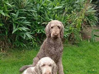 Poedel honden Raszuivere chocobruine en harlekijn koningspoedel in Markelo - Advertentie 1
