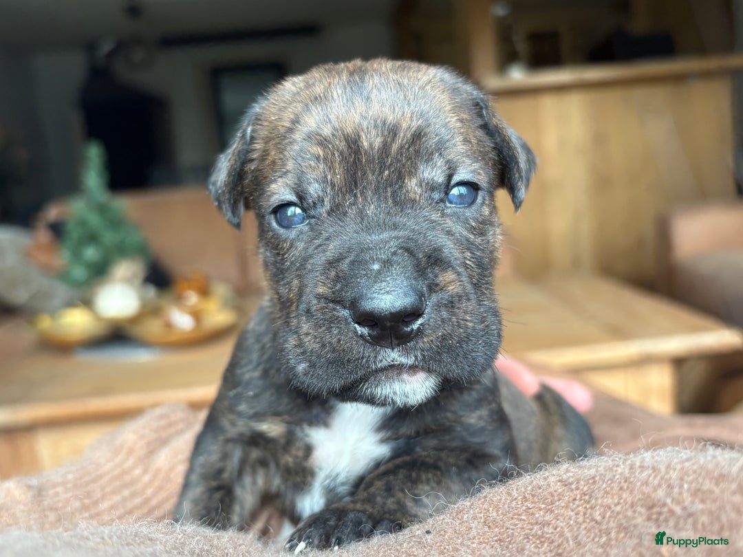 Cane Corso honden te koop: Cane corso pups - Advertentie 6