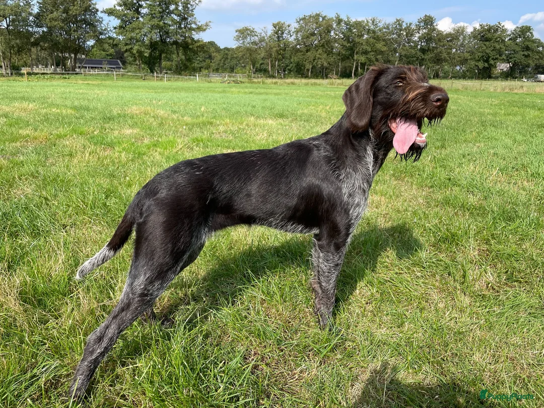 Duitse Staande Hond Draadhaar honden te koop: Slechts nog 2 reutjes beschikbaar in Huizen - Advertentie 1