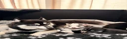 Pomsky honden te koop: Pomsky puppy’s  - Advertentie 16