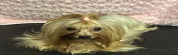 Biewer Terrier honden te koop: Classic Yorkshire teefje - Advertentie 2