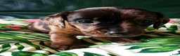 Teckel (korthaar)  honden te koop: Dwerg teckel pups Klaar voor hun nieuwe 4ever home - Advertentie 2