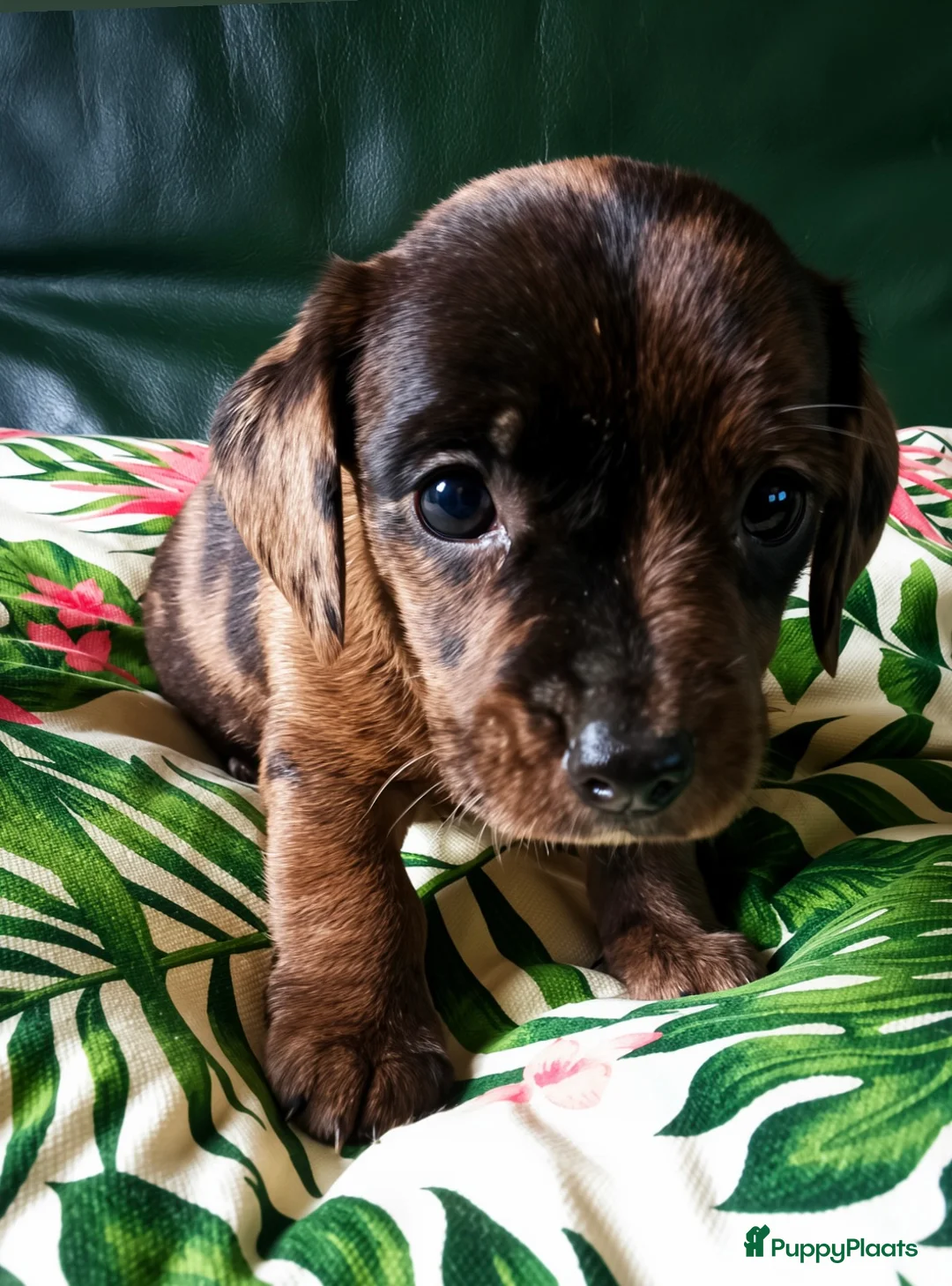 Teckel (korthaar)  honden te koop: Dwerg teckel pups Klaar voor hun nieuwe 4ever home - Advertentie 2