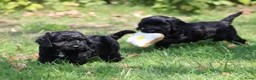 Cockapoo honden te koop: Cockapoo pups - Advertentie 12