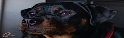 Rottweiler honden te koop: Sociale Rottweiler pups verwacht - Advertentie 4
