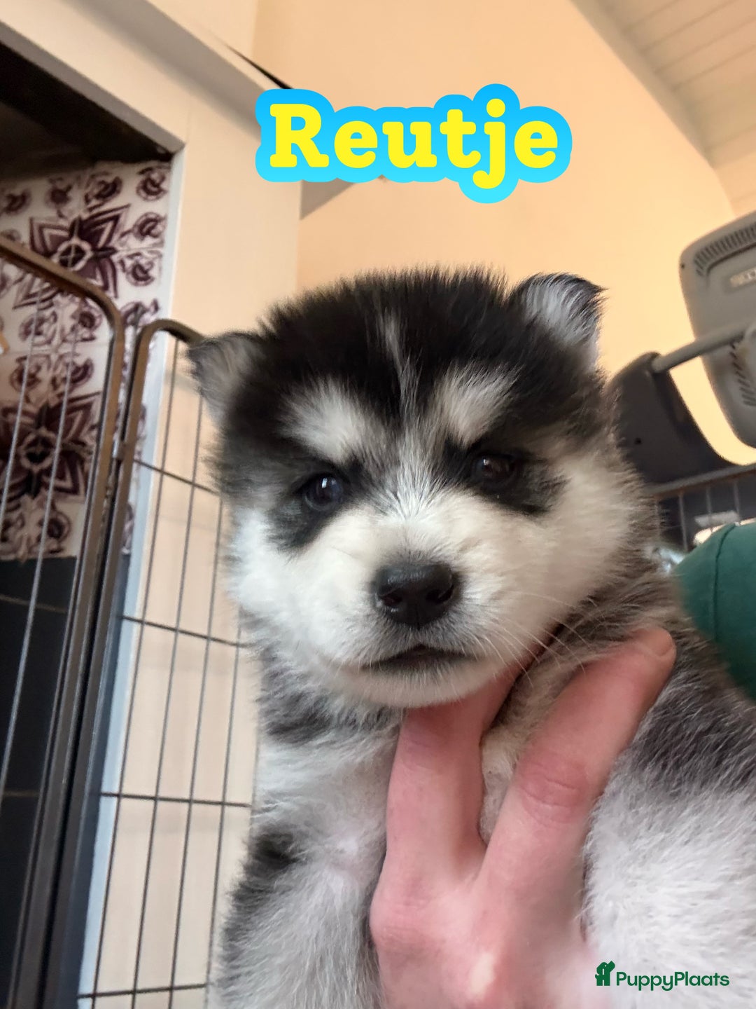 Pomsky honden te koop: 🌟 Prachtige Pomsky Pups te Koop  - Advertentie 4