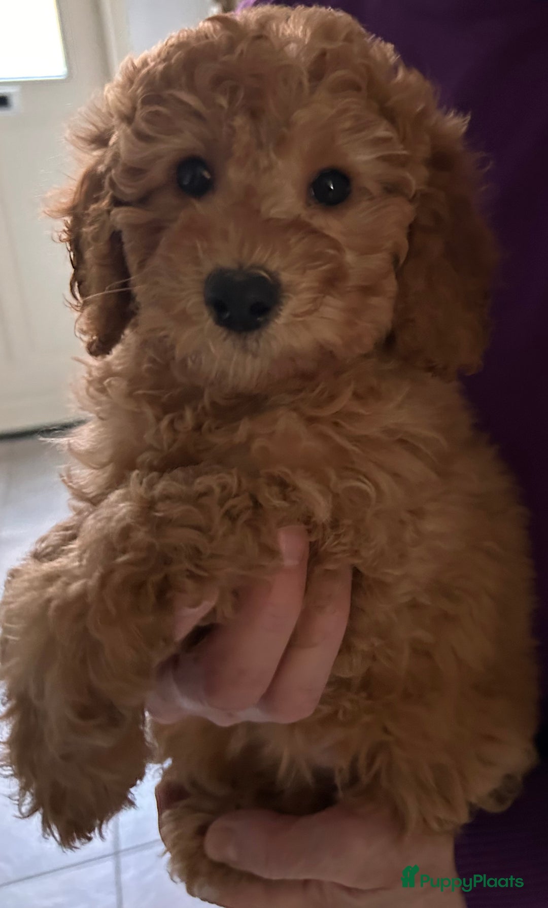 Dwergpoedel honden te koop: Dwergpoedel middellang lief en aanhankelijj - Advertentie 5