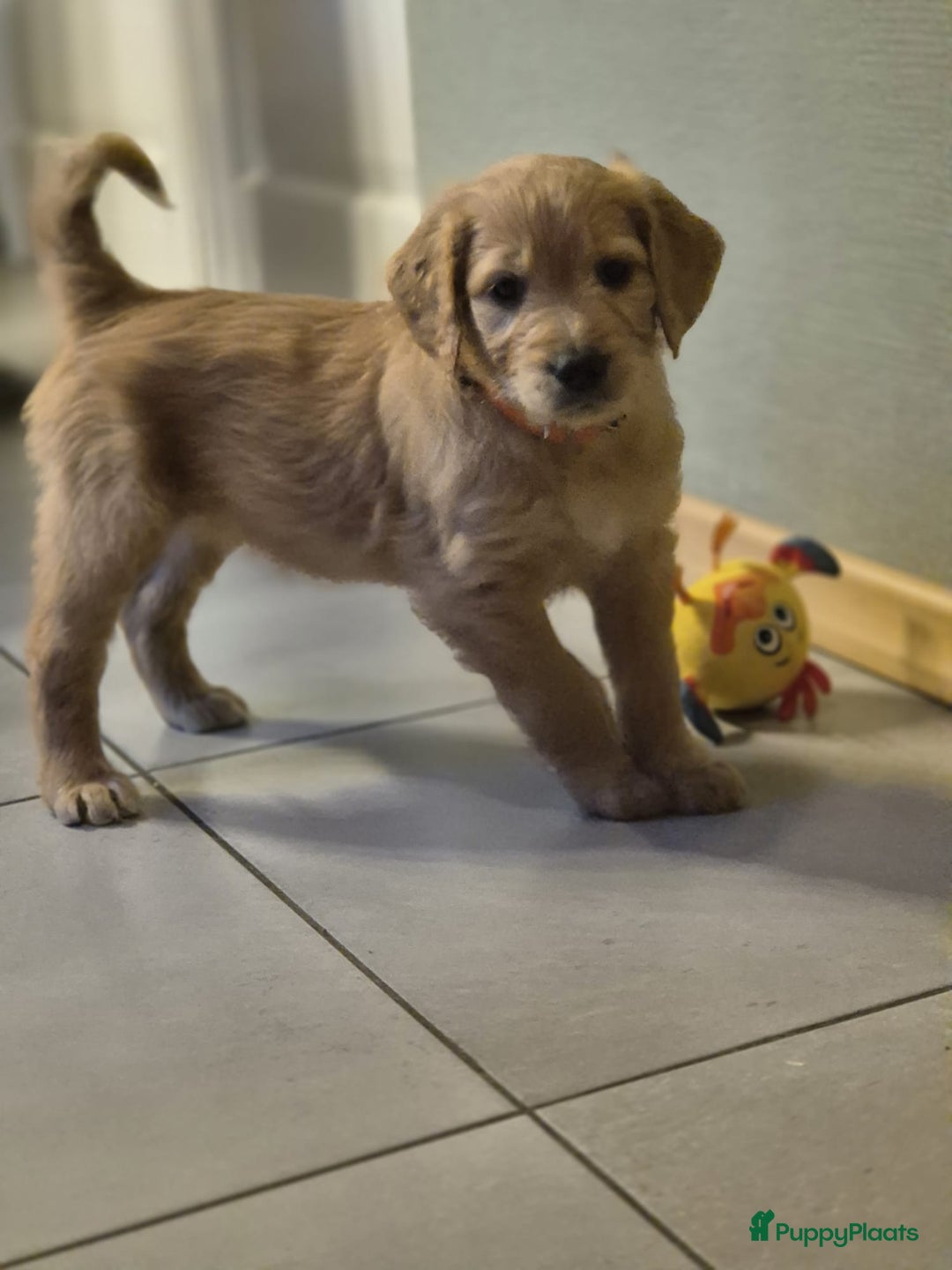 Goldendoodle honden te koop: Lieve Golden Doodle teefjes  - Advertentie 11