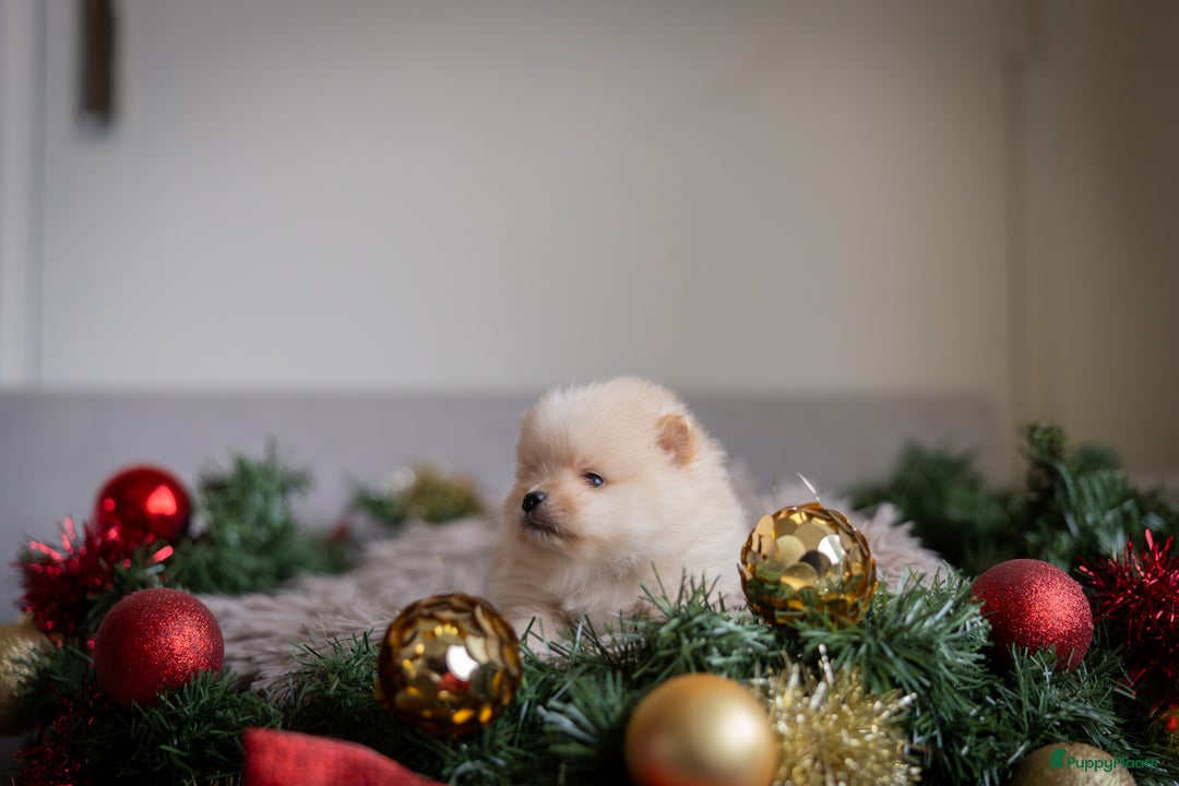 Pomeriaan honden te koop: Knappe Bear face Pomeriaan pups - Advertentie 3