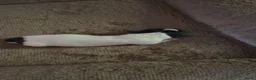 Jack Russel Terriër honden te koop: Lieve Jack Russel pups zoekenalvast een warm nest  - Advertentie 4