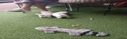 Boomer honden te koop: Laatste 2 prachtige boomer reutjesuit 1 malig nest - Advertentie 6
