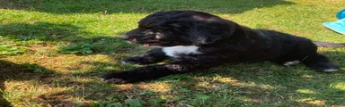 Bernedoodle Puppy 2