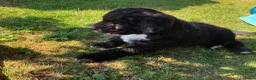 Bernedoodle honden te koop: unieke Bernedoodle pups - Advertentie 25