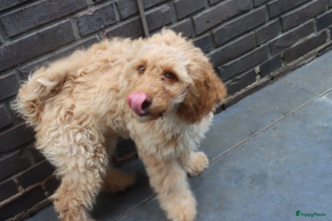 Labradoodle honden te koop: LABRADOODLE TEEFJE - Afbeelding 4