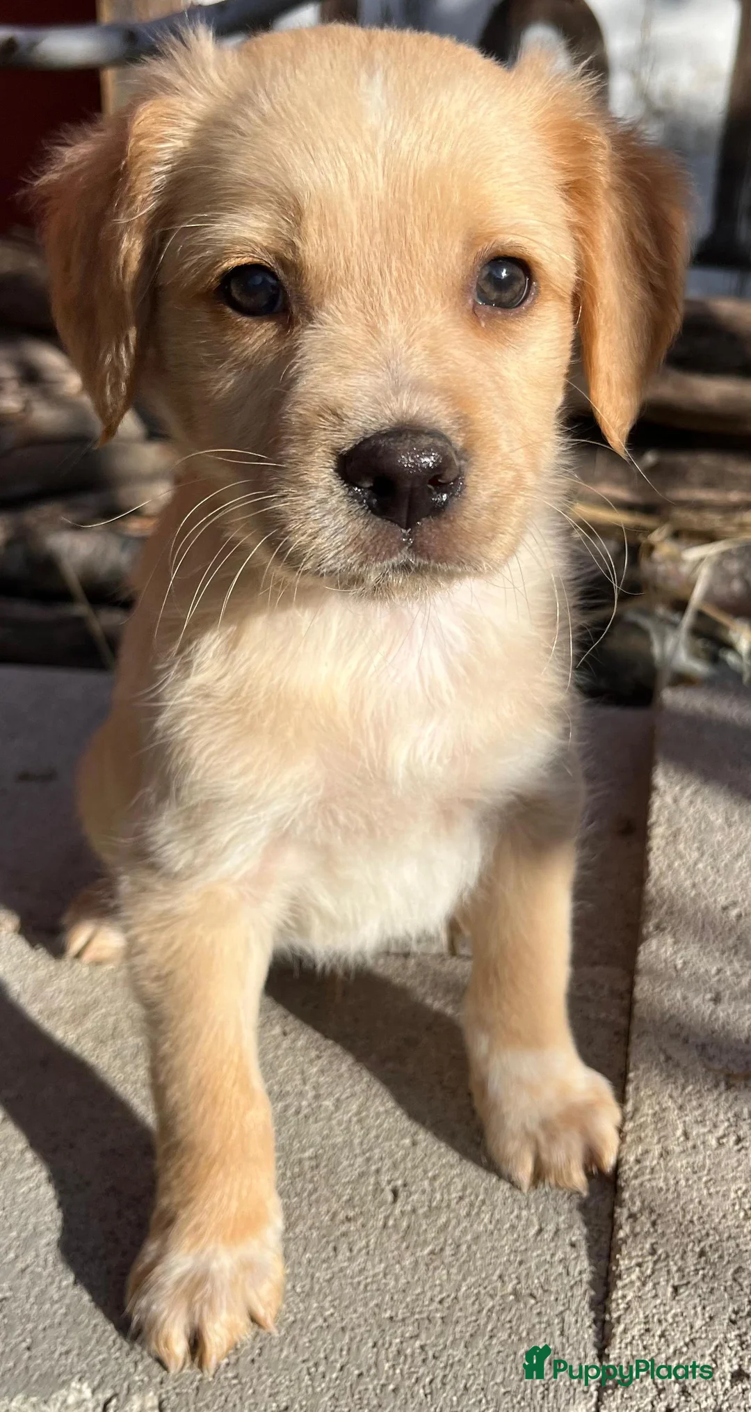 Kruising honden ter adoptie: zoefy waar mag je mandje komen te staan? - Advertentie 11