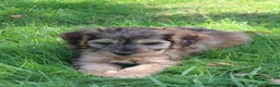 Cockapoo honden te koop: Cockapoo pups - Advertentie 8