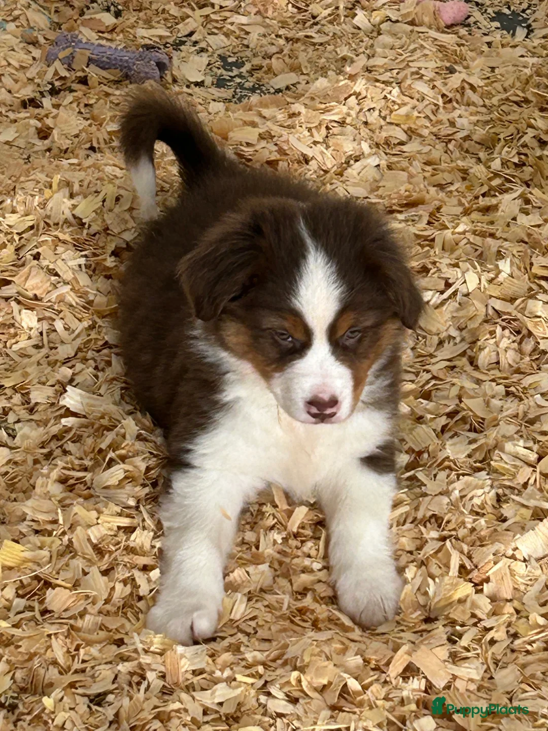 Australian Shepherd honden te koop: Miniature American shepherd reu - Advertentie 4
