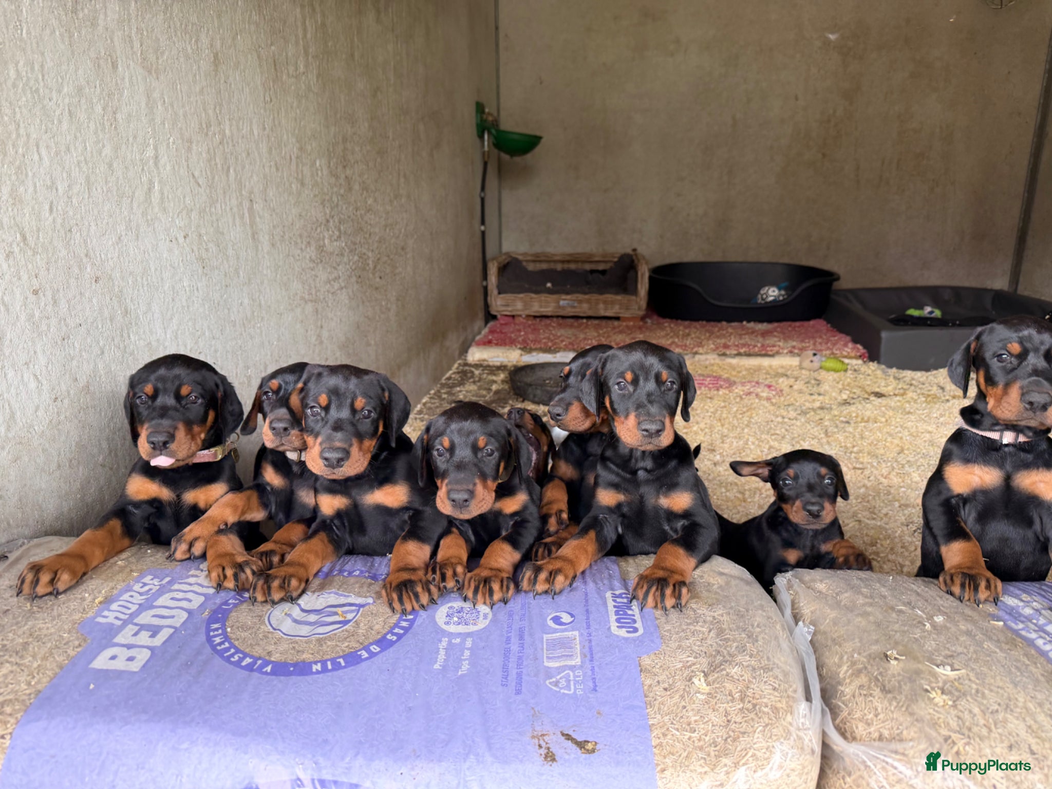 Dobermann honden Prachtig nestje Dobermann pups - Advertentie 4