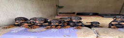 Dobermann honden te koop: Prachtig nestje Dobermann pups - Advertentie 1