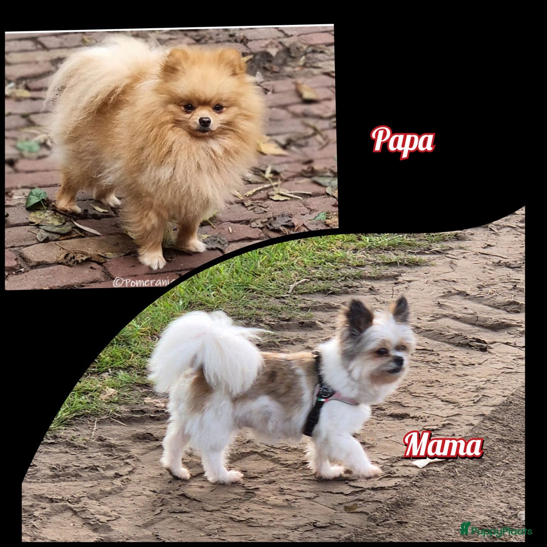 Pomeriaan honden te koop: Pomeriaan Pups - Afbeelding 7