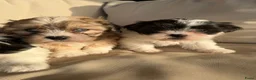 Kruising honden te koop: Prachtige boomer pups  - Advertentie 11