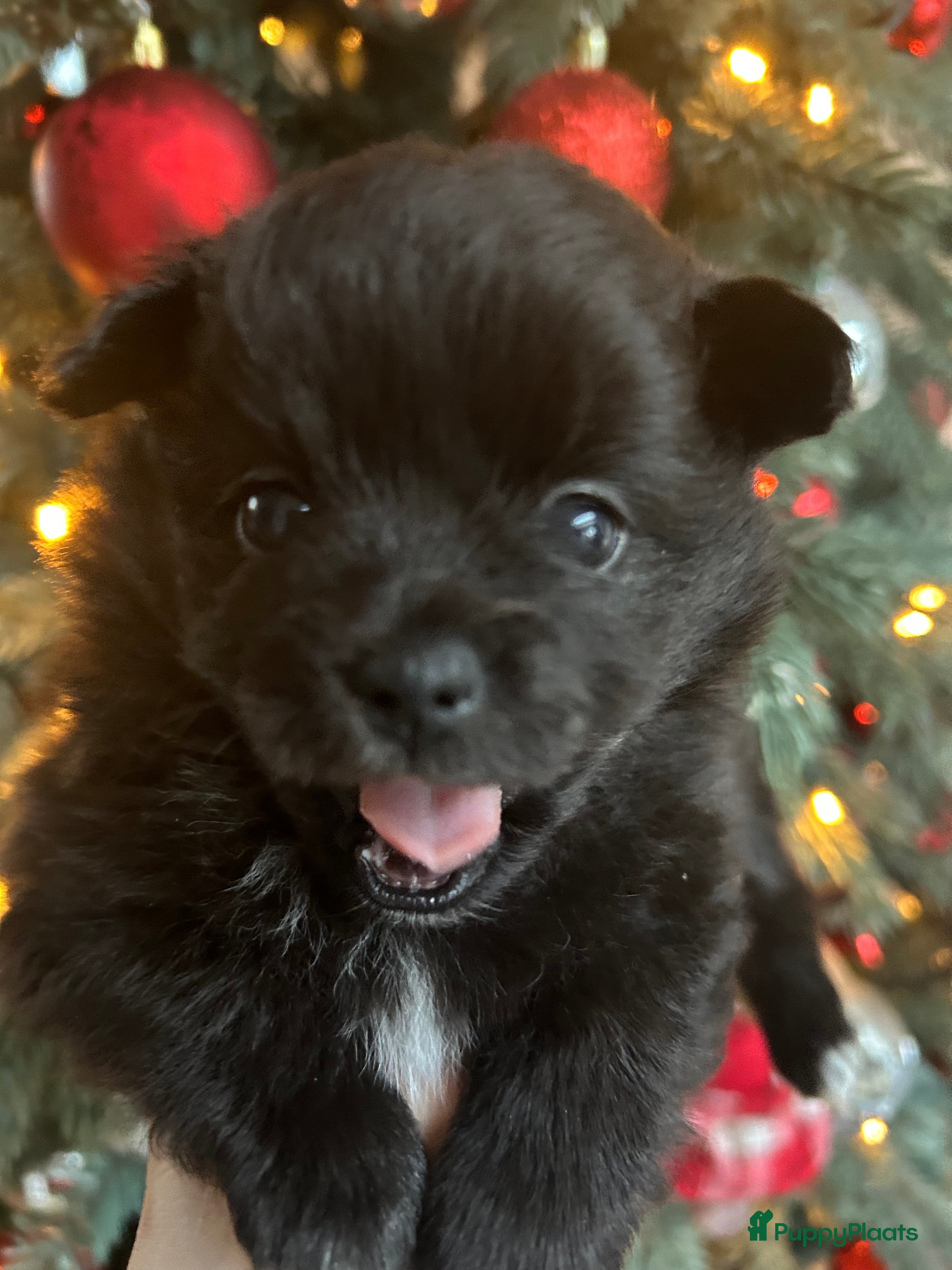 Pomchi honden Pomchi meisje - Advertentie 1