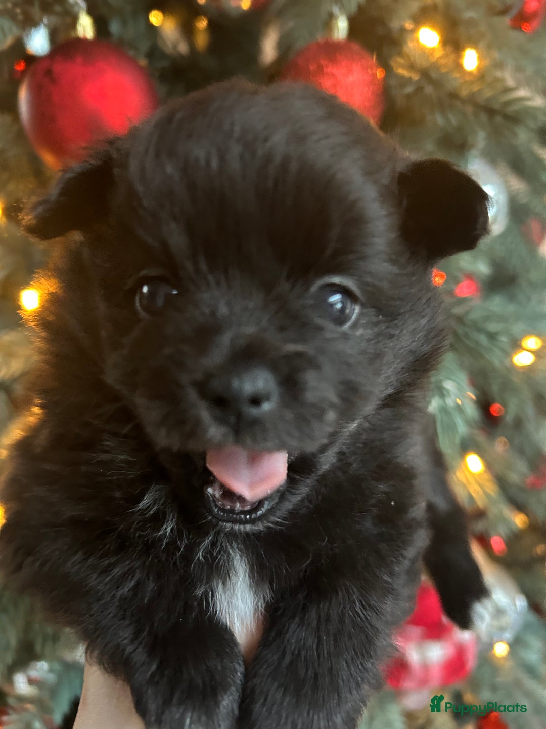 Pomchi honden te koop: Pomchi meisje - Advertentie 2