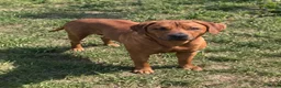 Rhodesian Ridgeback honden te koop: Rhodesian ridgeback pups - Advertentie 14