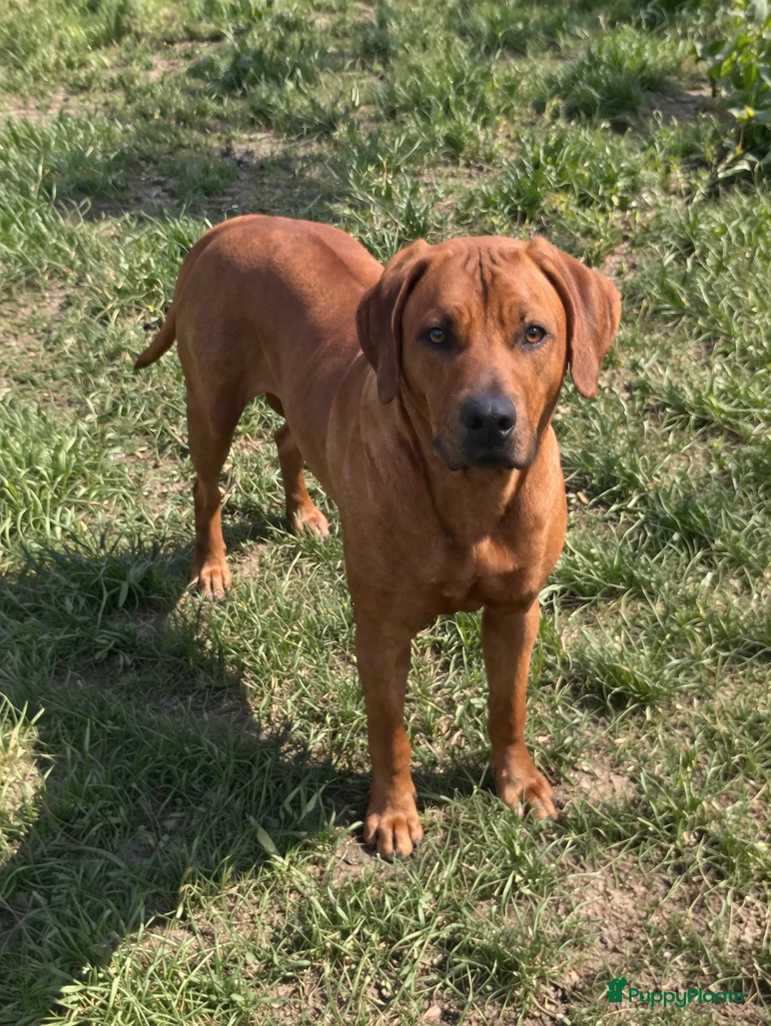 Rhodesian Ridgeback honden te koop: Rhodesian ridgeback pups - Advertentie 14