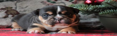 Old English Bulldog Puppy 8