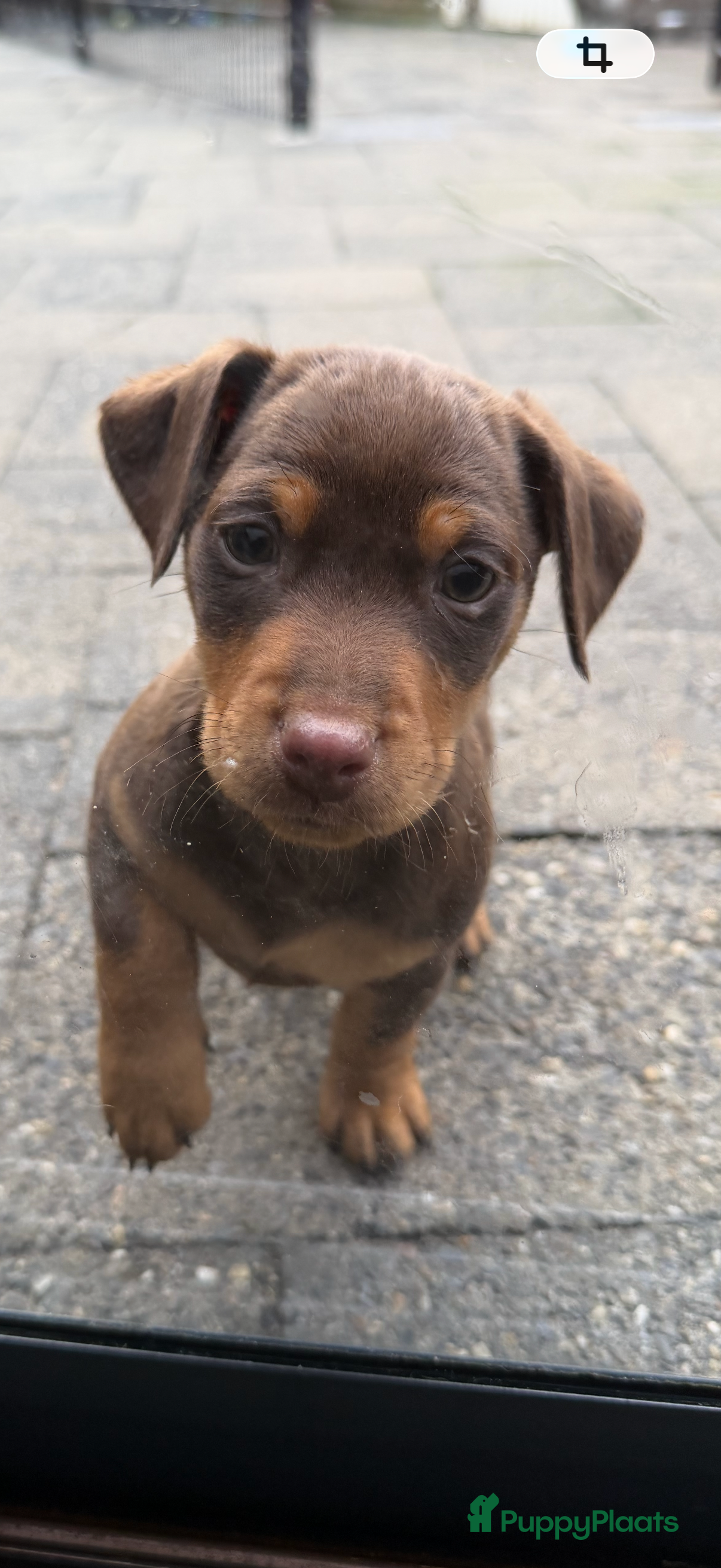 Jack Russel Terriër honden Jack Russel pup”s chocotan - Advertentie 1