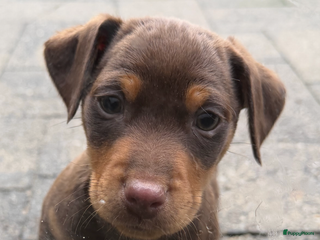 Jack Russel Terriër honden Jack Russel pup”s chocotan - Advertentie 1