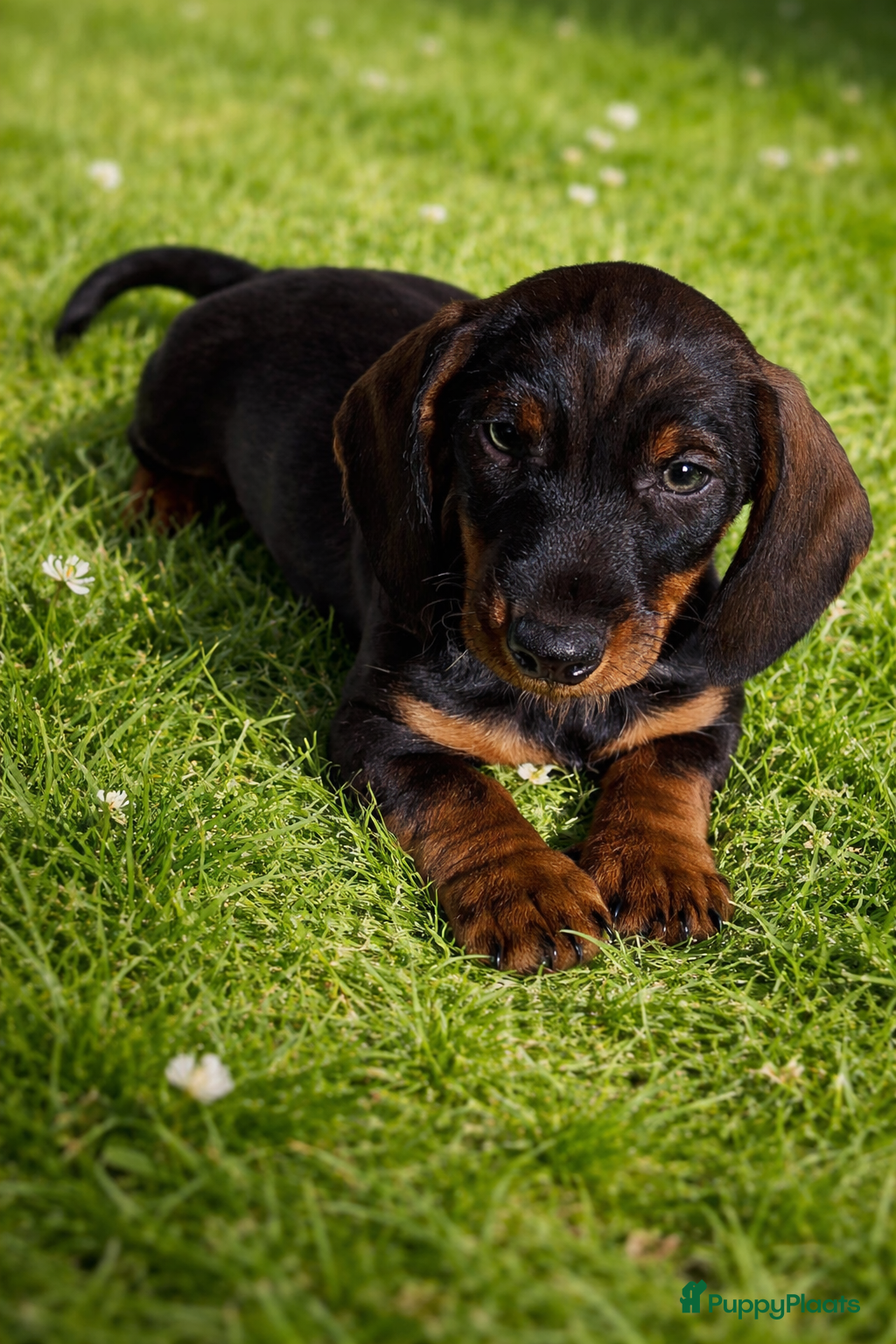 Teckel (korthaar)  honden Zeer mooie teckel standaard pups  - Advertentie 1