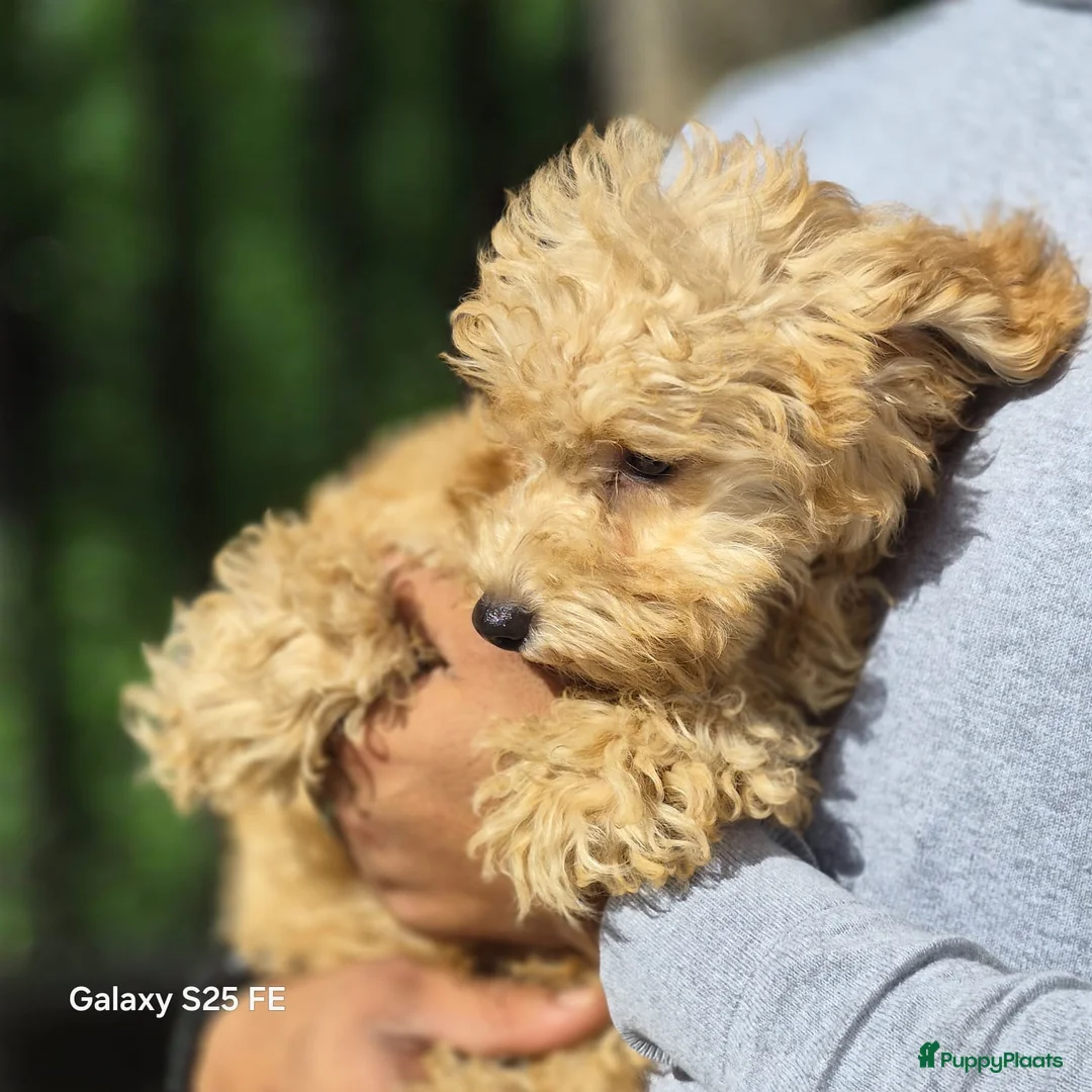 Poedel Toy honden te koop: Mini  Toy Poedel  - Advertentie 1