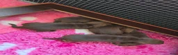 Ruwhaar Teckel honden te koop: Chocotan ruwharige prachtige pups !!!! - Advertentie 3