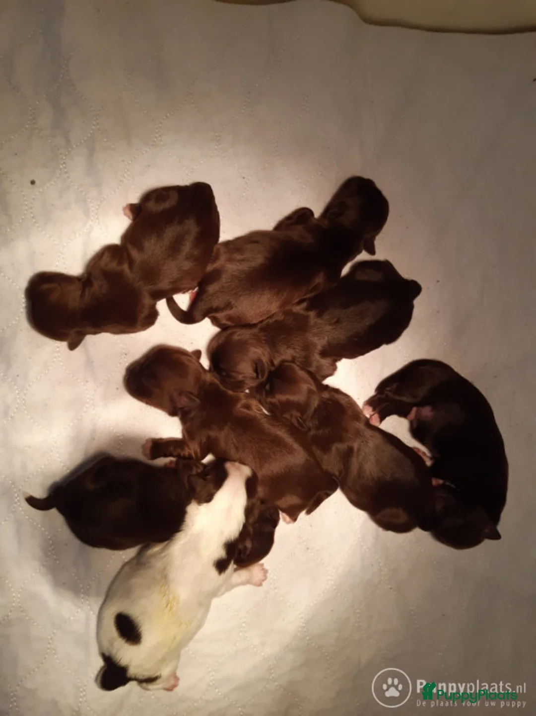 Kruising honden ter dekking: Choco boomer dekreutje in Boxtel - Advertentie 3