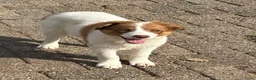 Border Collie honden te koop: Border collie pups  - Advertentie 1
